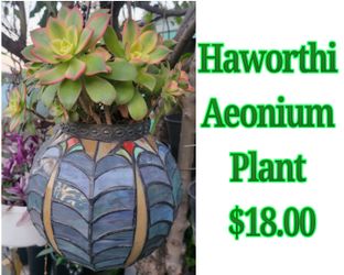 Haworthi Aeonium Plant