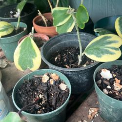 Hoya Keri Varigated