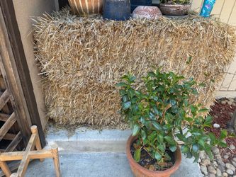 Free hay