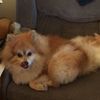 Douglas