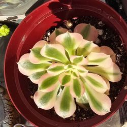 Aeonium White Wedding Pick Up In Upland 