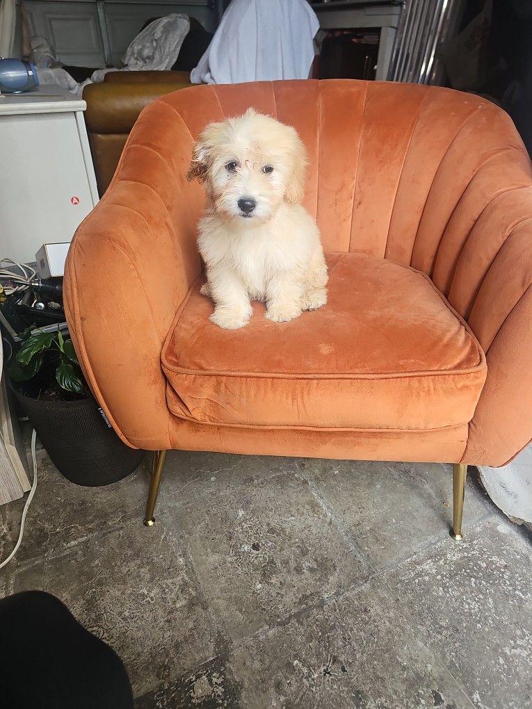 Small Sofa