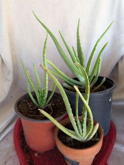 Snake plant, Elephant bush, and aloe for sale $10 and up