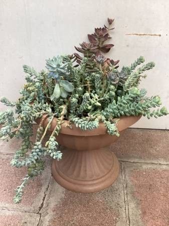 Succulent Plant Combination