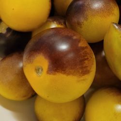 Extremely Rare Organic Indigo Gold Berries Tomato Plants! 2026 SEASON EARLY RELEASE!