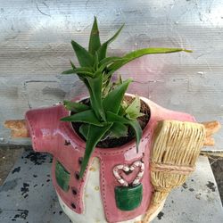 Planta Suculenta