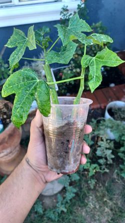 Planta de chaya $10
