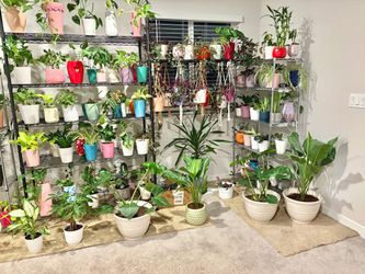Indoor plants 15% Off