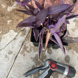 Purple Heart Succulent 