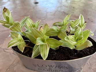 Plant