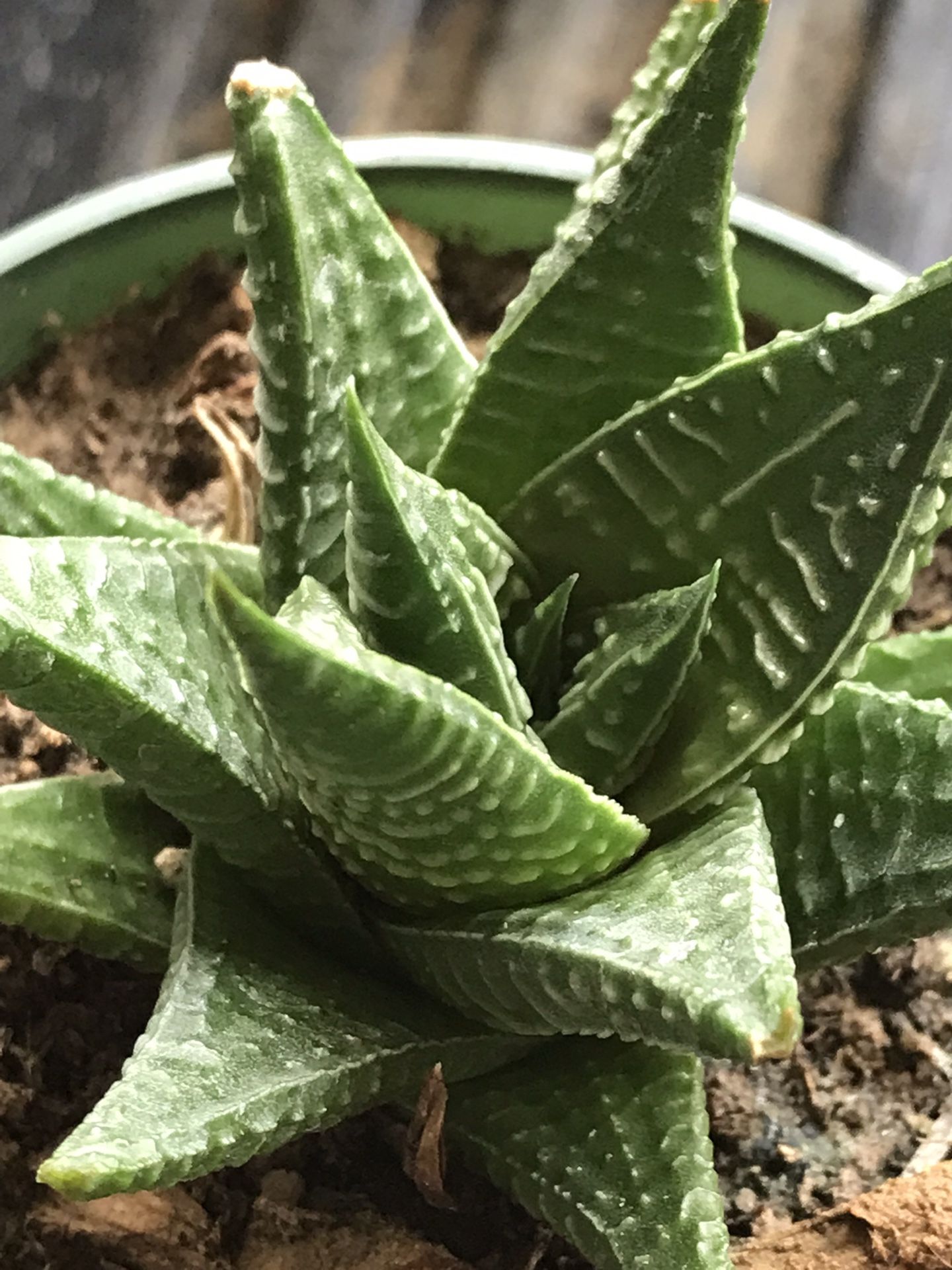 Fairy Washboard Succulent Plant - Haworthia (Haworthia limifolia) 3.5 inch pot