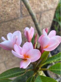 Leilani Plumeria - 5ft Mature