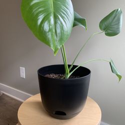 Monstera Plant