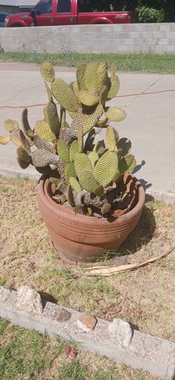 2nd  Bunny ear cactus