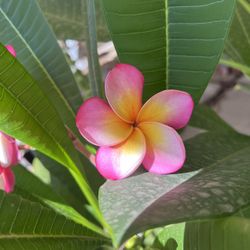Plumeria Plant In A 1 Gallon Pot Flowers Are From Mother Plant 