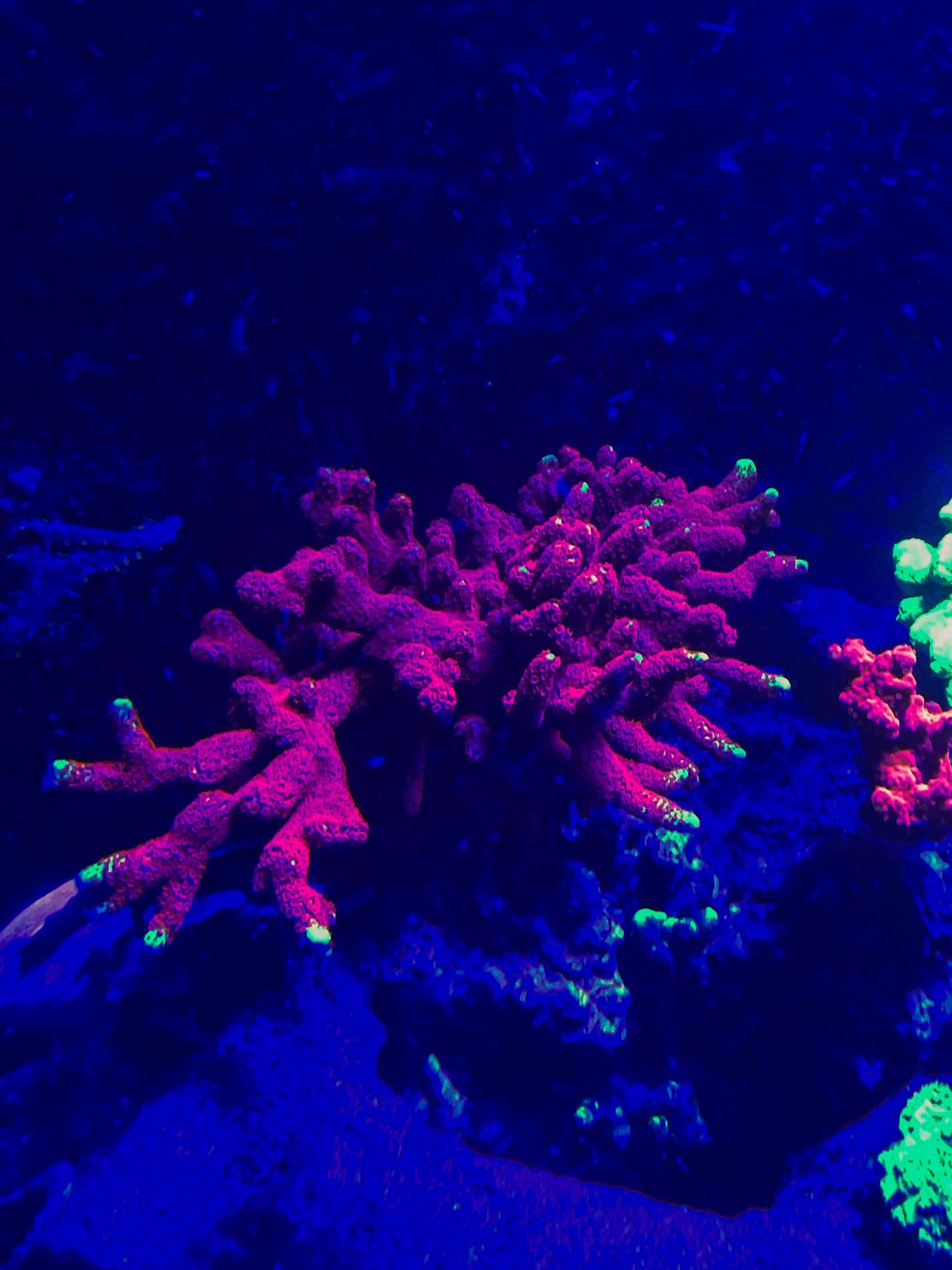Live Coral 