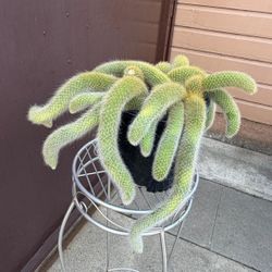 monkey tail cactus 10” pot XL 