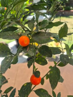Ornamental Chili Plant with Orange Chilis
