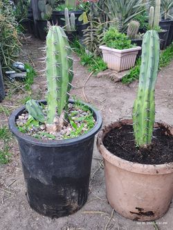 Cactus Plants