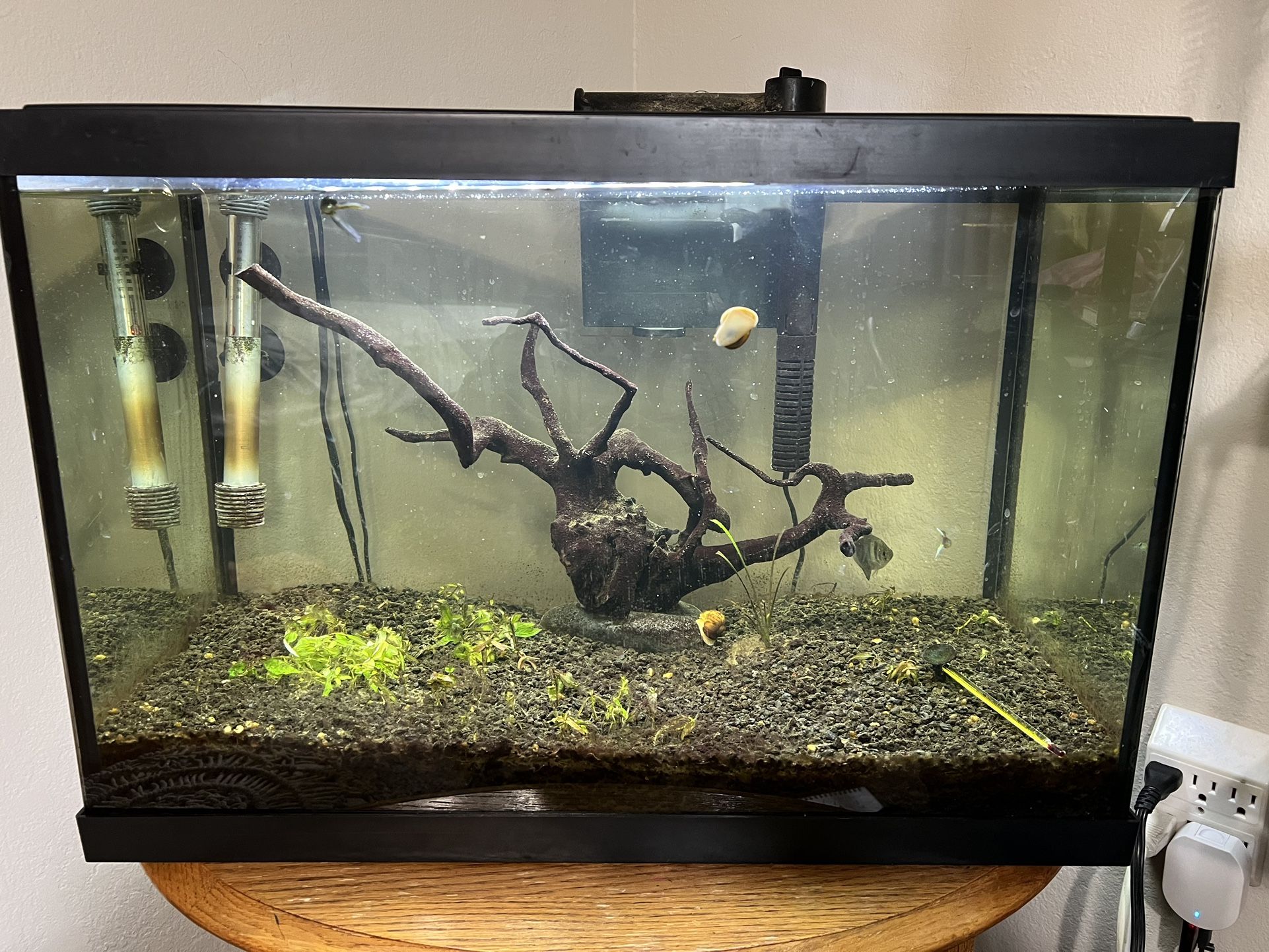 20 Gallon Fish Tank