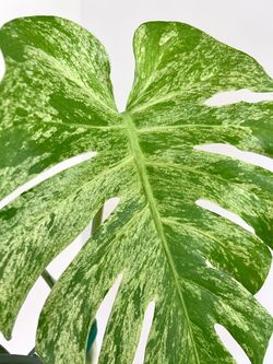 Monstera Mint Fully Rooted