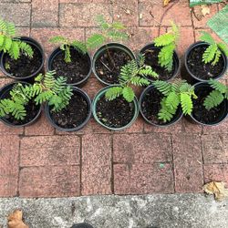 Tamarind Plants 5.5” Pots, 10 Plants Available $8 Each 