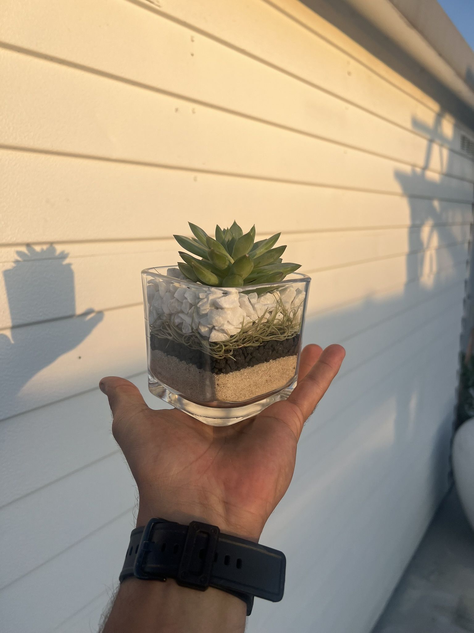 Succulent Arrangement/Arreglo de Suculentas