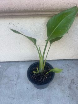Plant for house