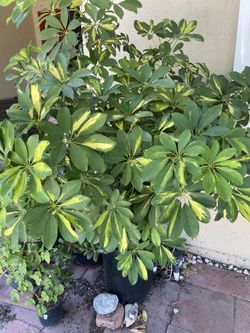 Outdoor plant