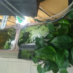 55 Gallon Aquarium,  Fish Tank, Pecera con Plantas,  Filtro,  No Mesa 