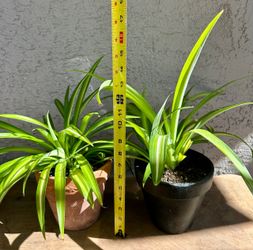 Spider plants - $10 Each