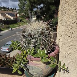 Beautiful Desert Cactus With Pot And A Garden Bush
