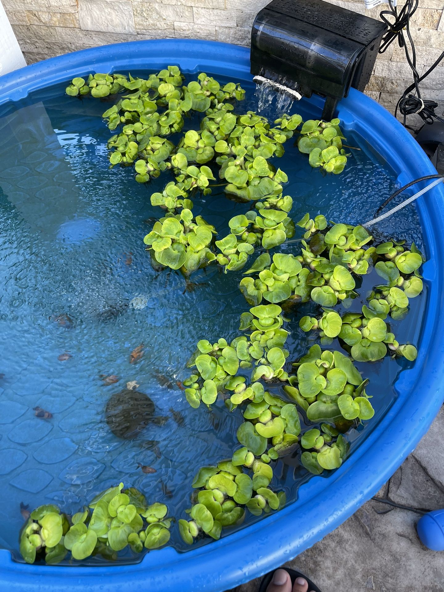 Water Hyacinth!