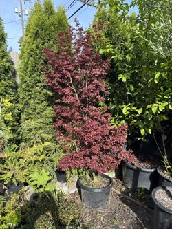 Acer palmatum ‘Shaina’ 5’-6’ (Japanese Maple)