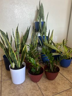Plants fir sake 15 each