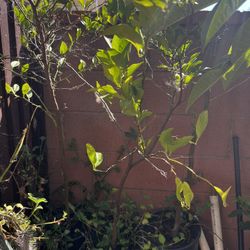Lemon Tree, Aguacate Tree And Guava Trees