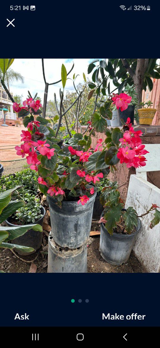 Pink Begonias Plant 
