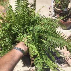 $6 boston fern in 5 gallon