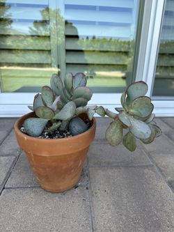 Jade Plant Blue Hale