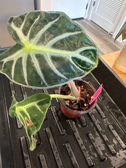 Alocasia Balloon heart