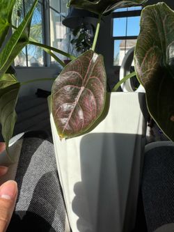 Alocasia Azlanii Corm