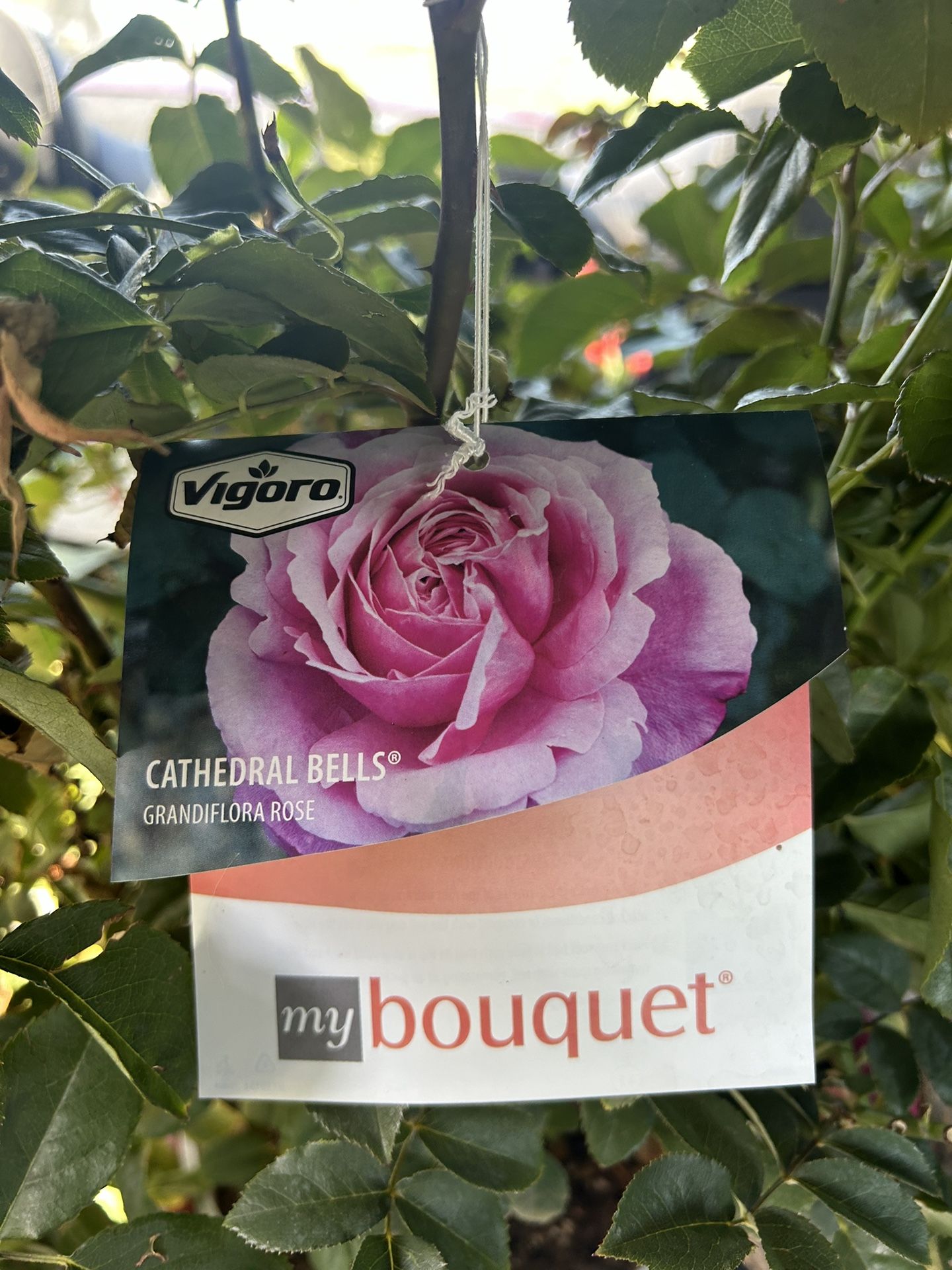 Roses $15 Or 2 For $25