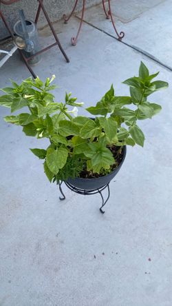 Great Plant For Outside 