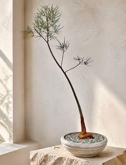 ~ 4 Ft. Tall Queensland Bottle Tree With Heart Shaped Root Structure/ Brachychiton Rupestris (Planter Included) ‘Local LA Seller’