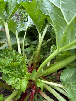 Fresh Organic Rhubarb