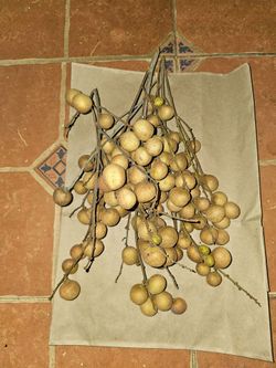 Fallbrook Fresh organic longan fruit for sale $5 for one lb just picked it from tree yesterday afternoon