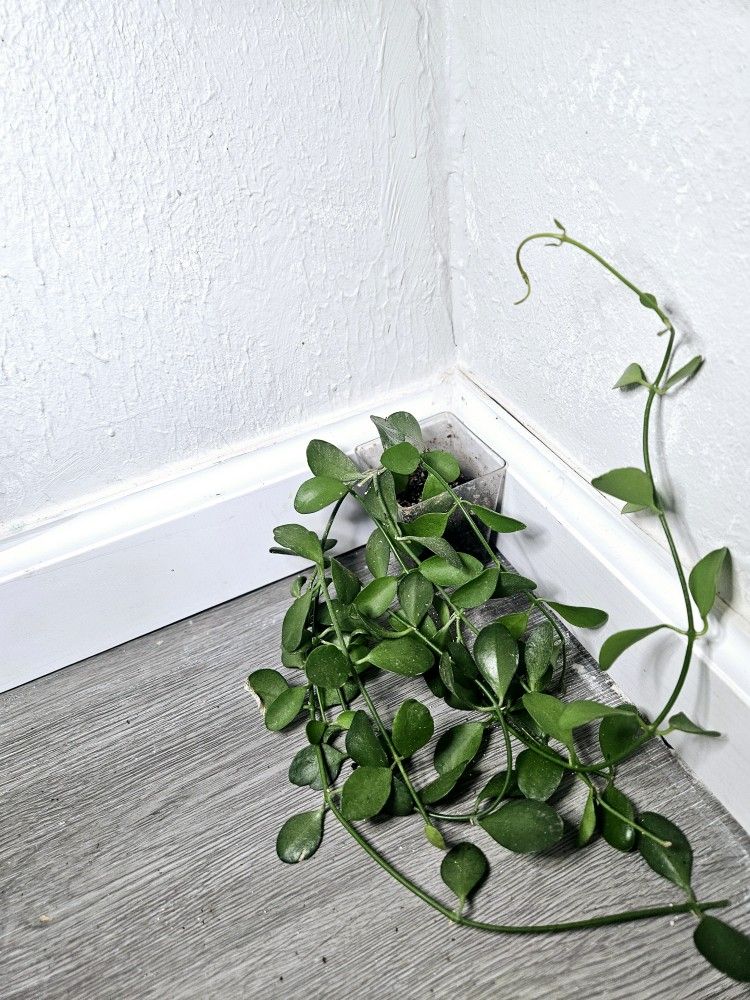 Plants For Sale