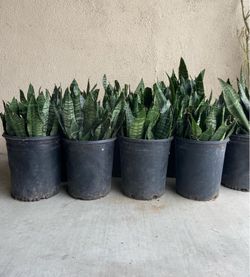 Snake plants 5 gallons pot ($20 each)