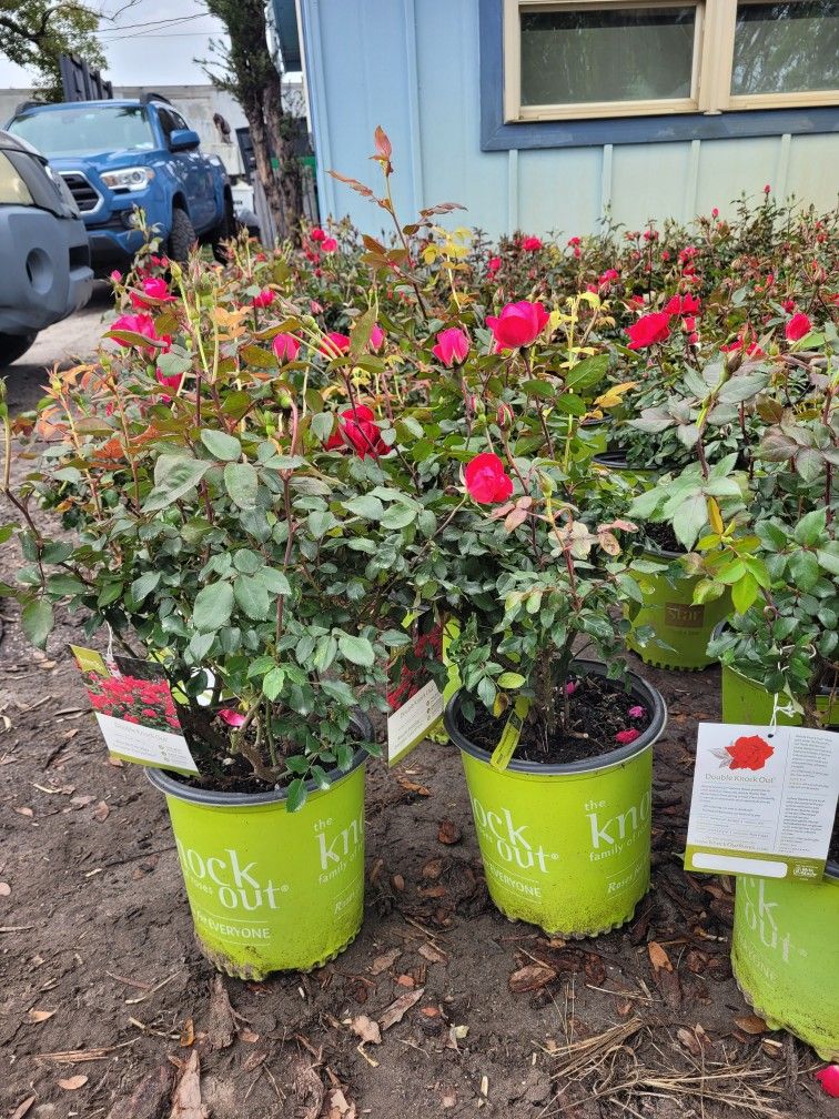 Double Nockout Roses 🌹