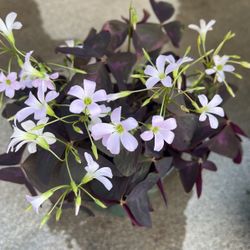Oxalis 